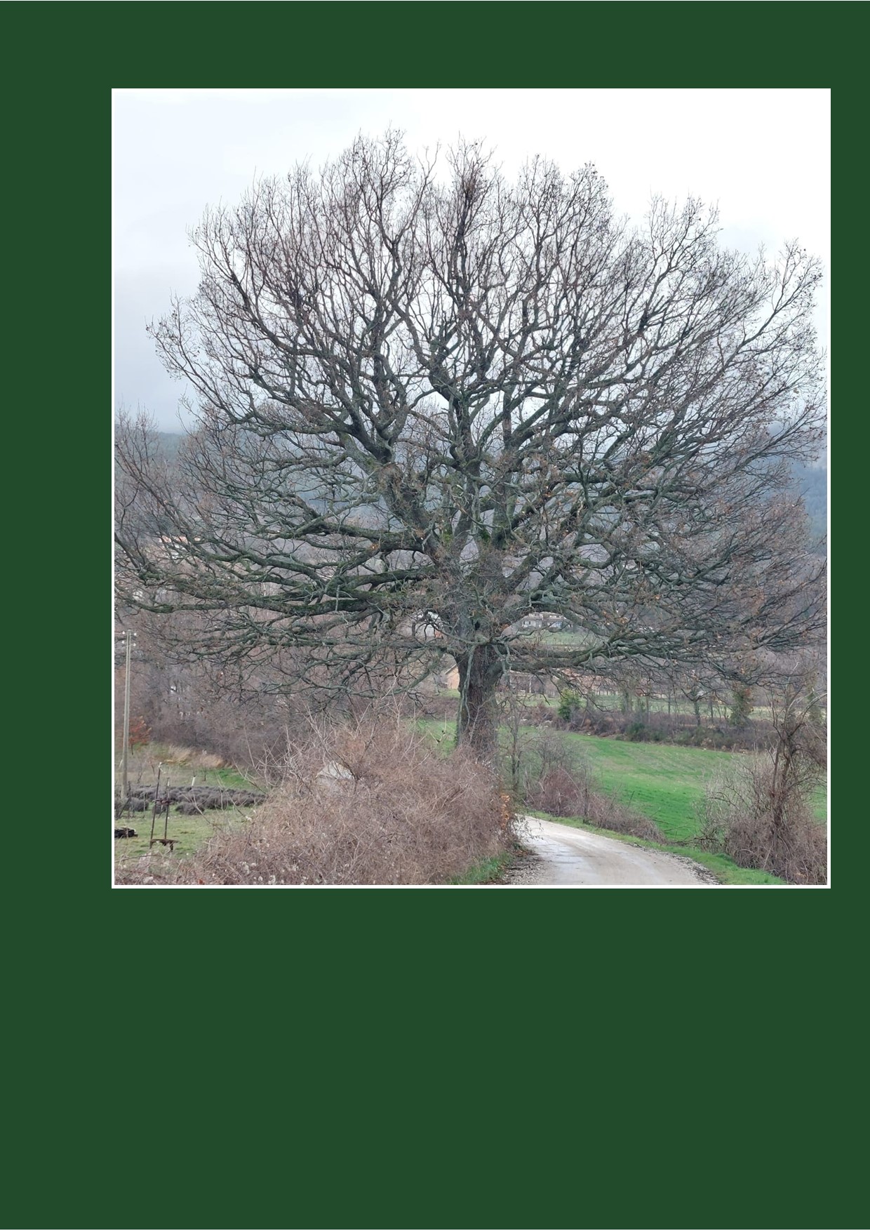 5_Quercia Carpegna SantAngelo_imported
